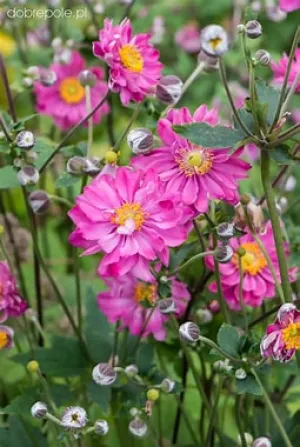 Anemone Pretty Lady Julia 1qt