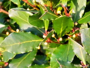 Baby Bay Leaf - Laurus nobilis