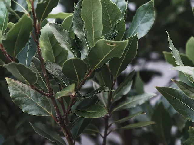 Baby Bay Leaf - Laurus nobilis