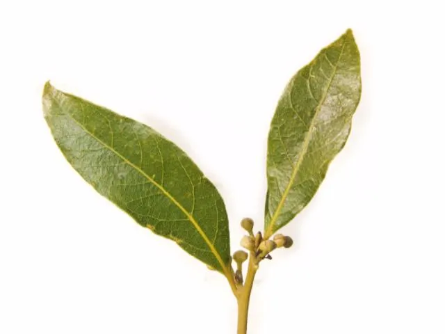 Baby Bay Leaf - Laurus nobilis