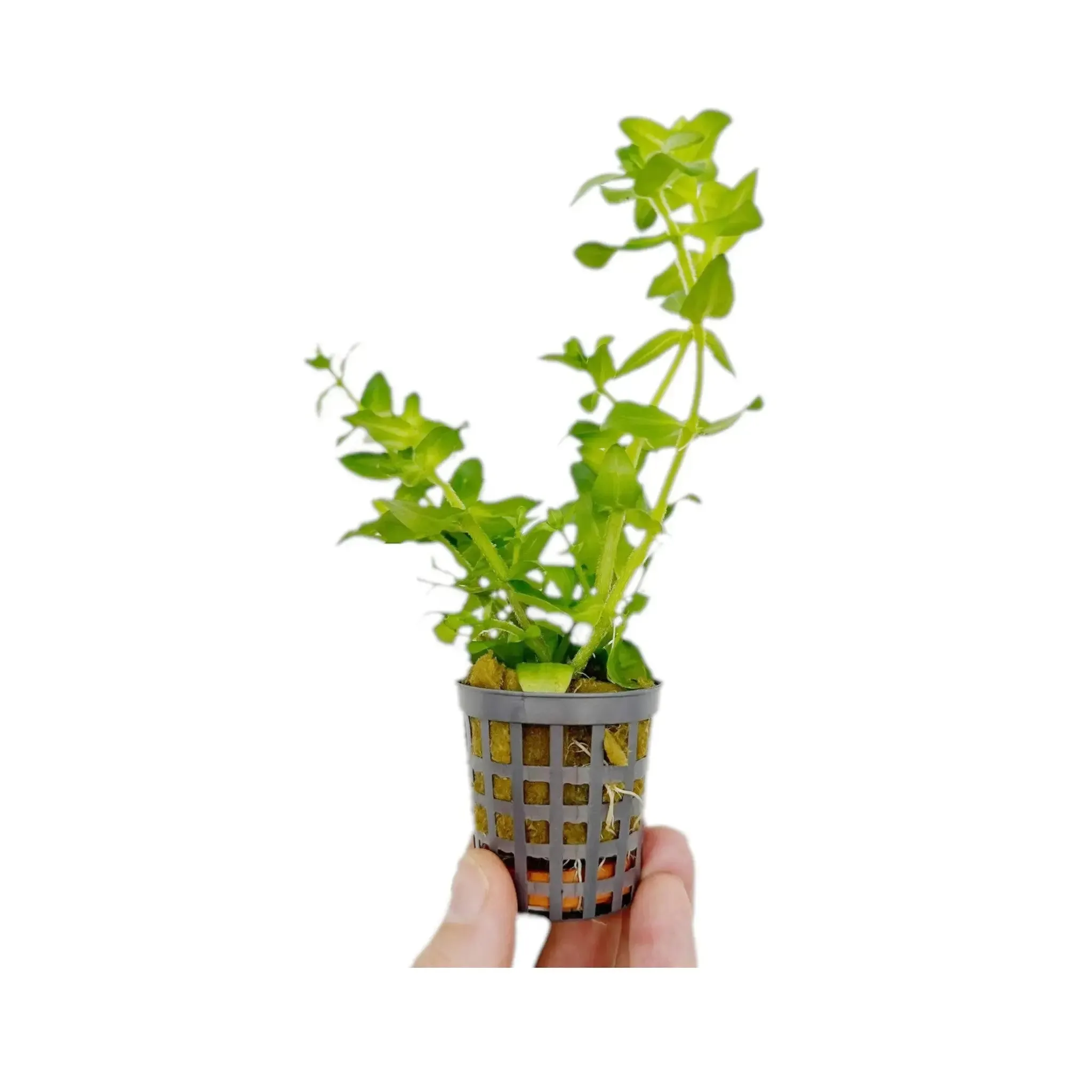 Bacopa amplexicaulis (Giant bacopa)