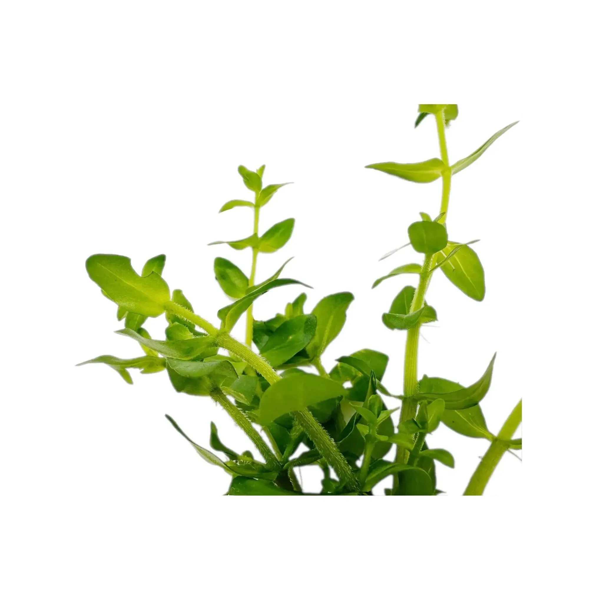 Bacopa amplexicaulis (Giant bacopa)
