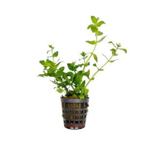 Bacopa amplexicaulis (Giant bacopa)