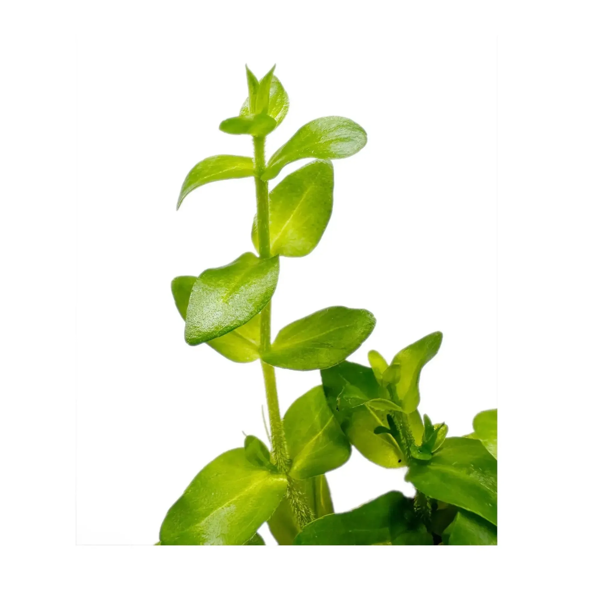 Bacopa amplexicaulis (Giant bacopa)