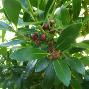 Compact Inkberry Holly