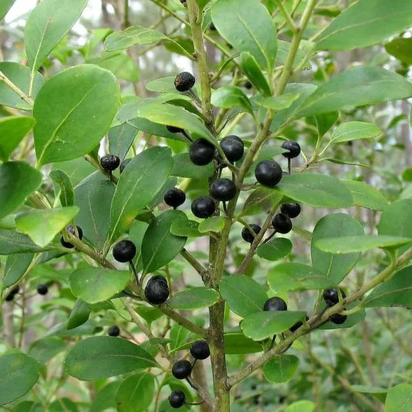Compact Inkberry Holly