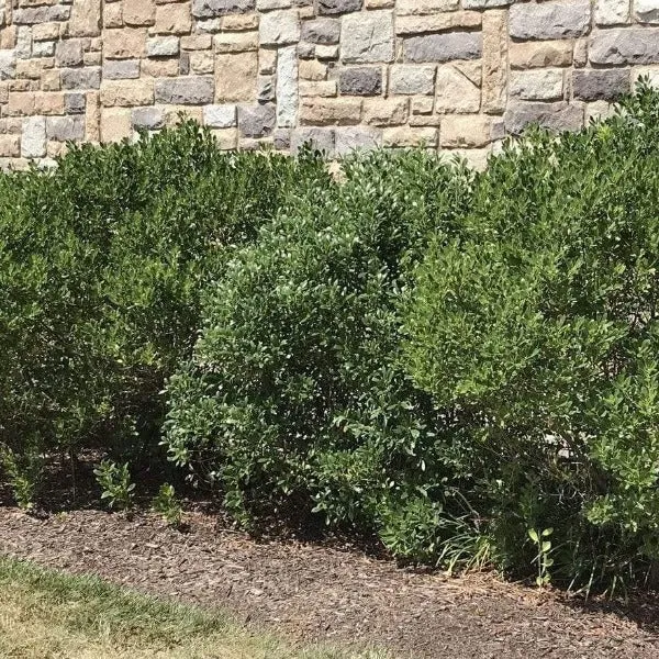 Compact Inkberry Holly