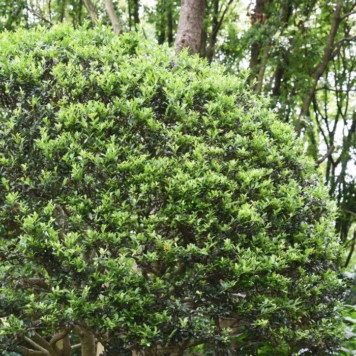 Compact Japanese Holly