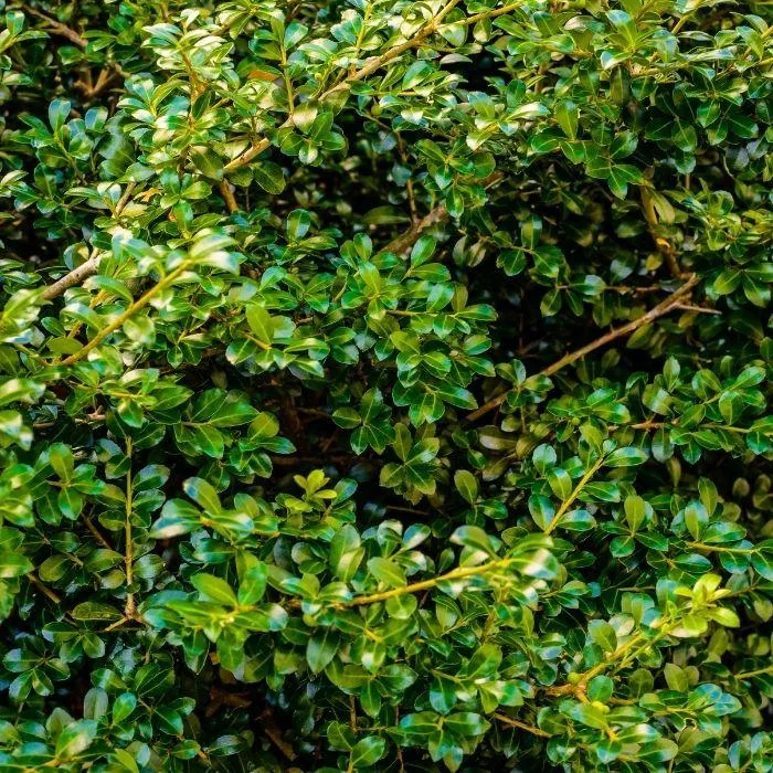 Compact Japanese Holly