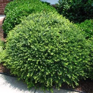Compact Japanese Holly