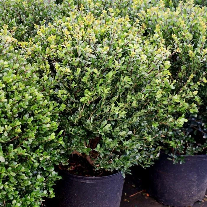 Compact Japanese Holly