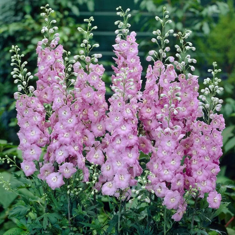 Delphinium 'elatum Strawberry Fair'