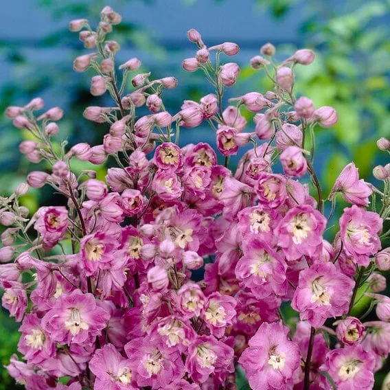 Delphinium 'elatum Strawberry Fair'