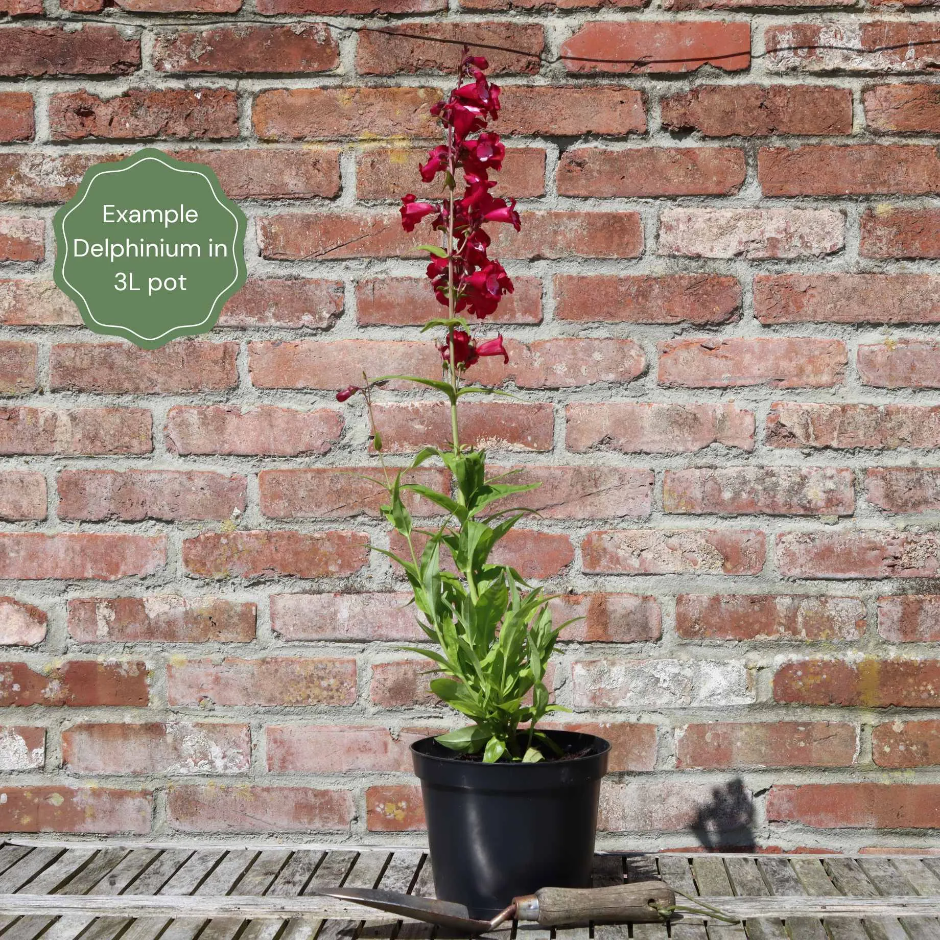 Delphinium 'elatum Strawberry Fair'