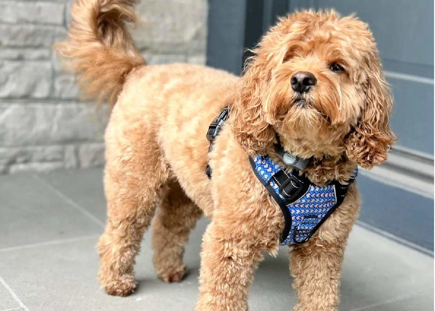 Easy Walker Murphy Harness Wholesale
