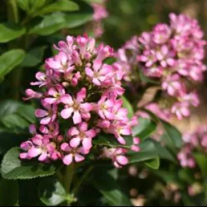 Escallonia laevis Pink Elle