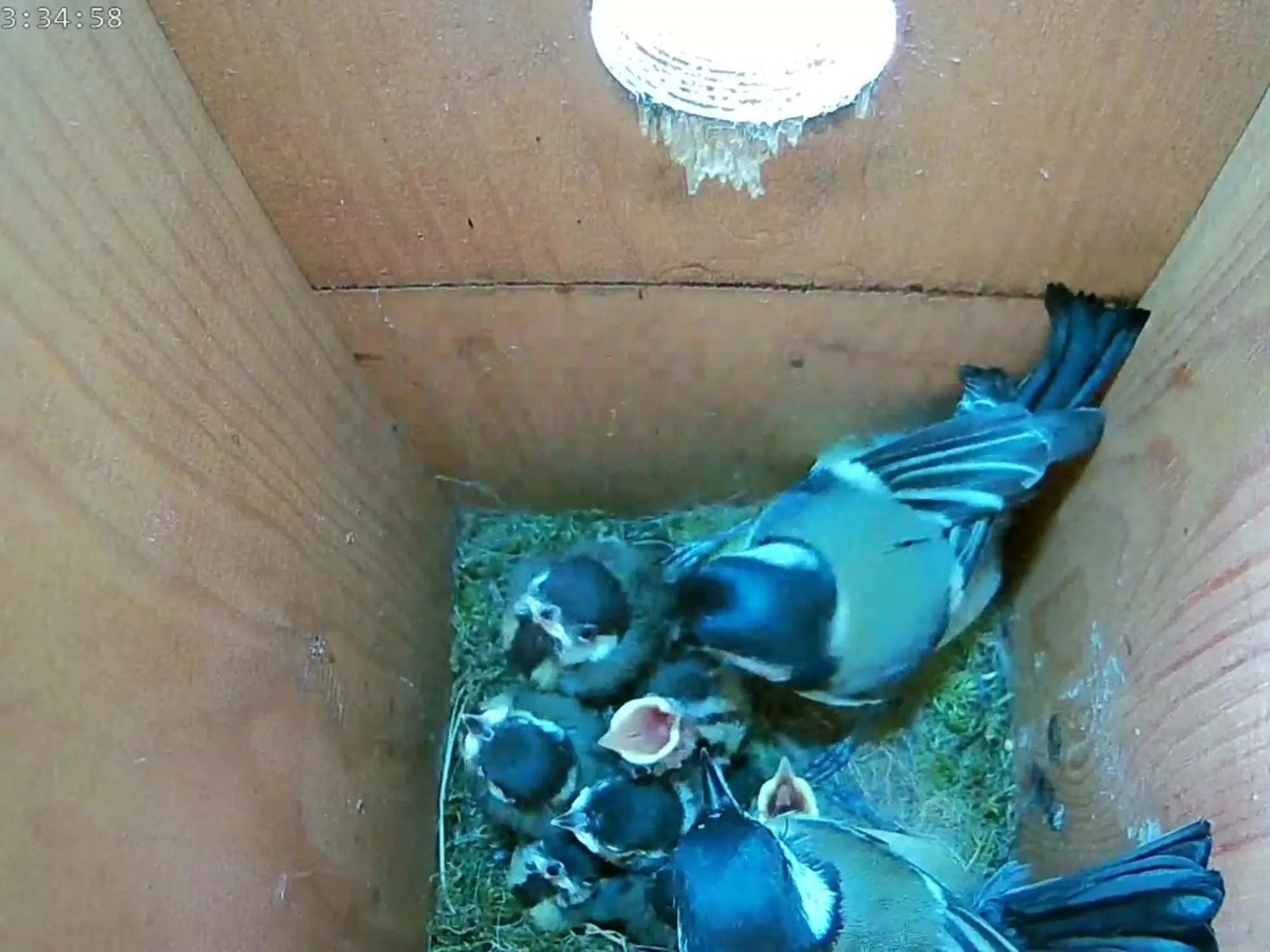 HD Cable Connection Bird Box & Wildlife Camera Mini Recorder Pack