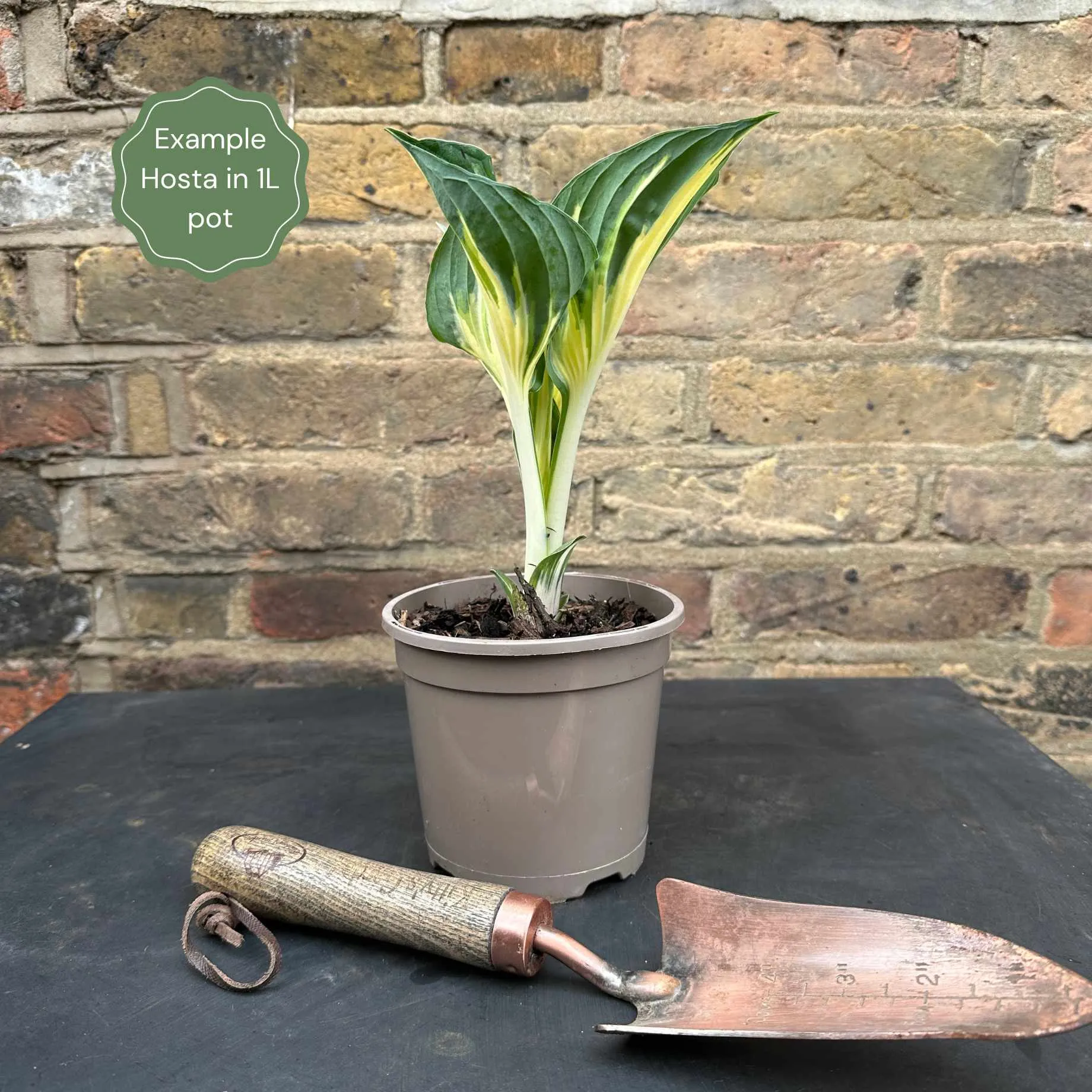 Hosta 'Sting'
