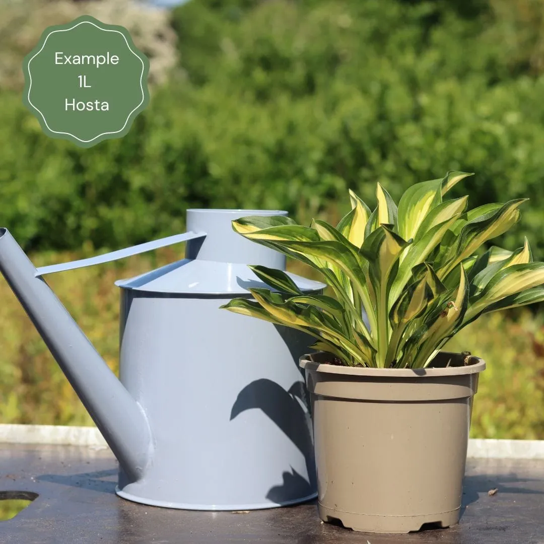 Hosta 'Sting'