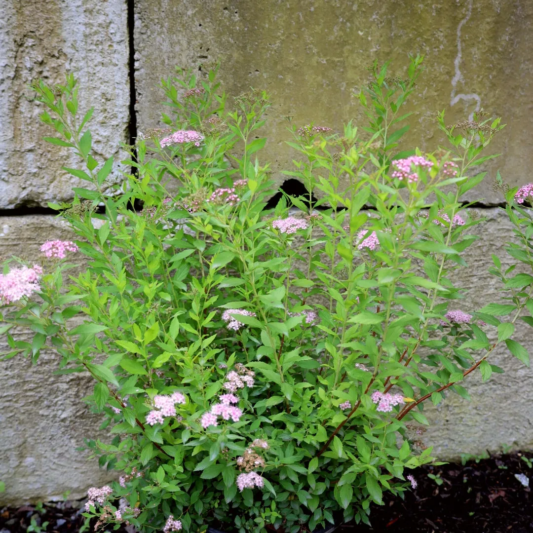 Little Princess Spirea