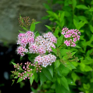 Little Princess Spirea