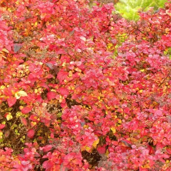Little Princess Spirea