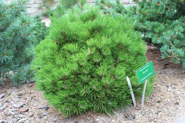 Pinus h l Smidtii #3