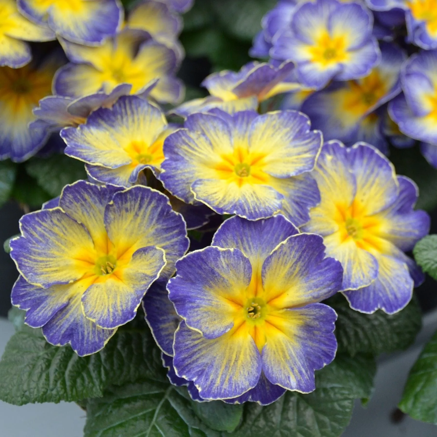 The Designer Primrose Collection