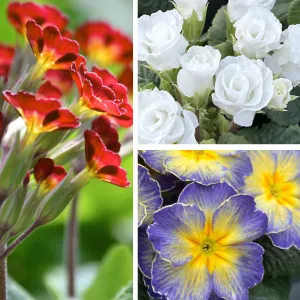 The Designer Primrose Collection